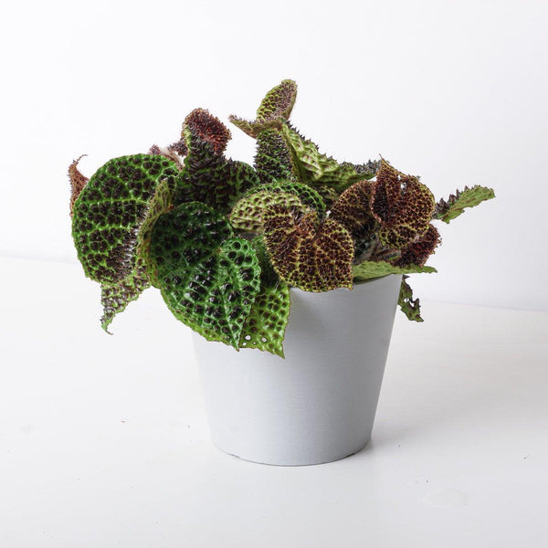 bestlla melanotan BEGONIA MELANOBULLATA ~ I'm so obsessed with the texture of this plant. It is SO COOL. I'm still not too good at growing these crawling type of Begonia, I can't seem to Begonia Melanobullata | The American