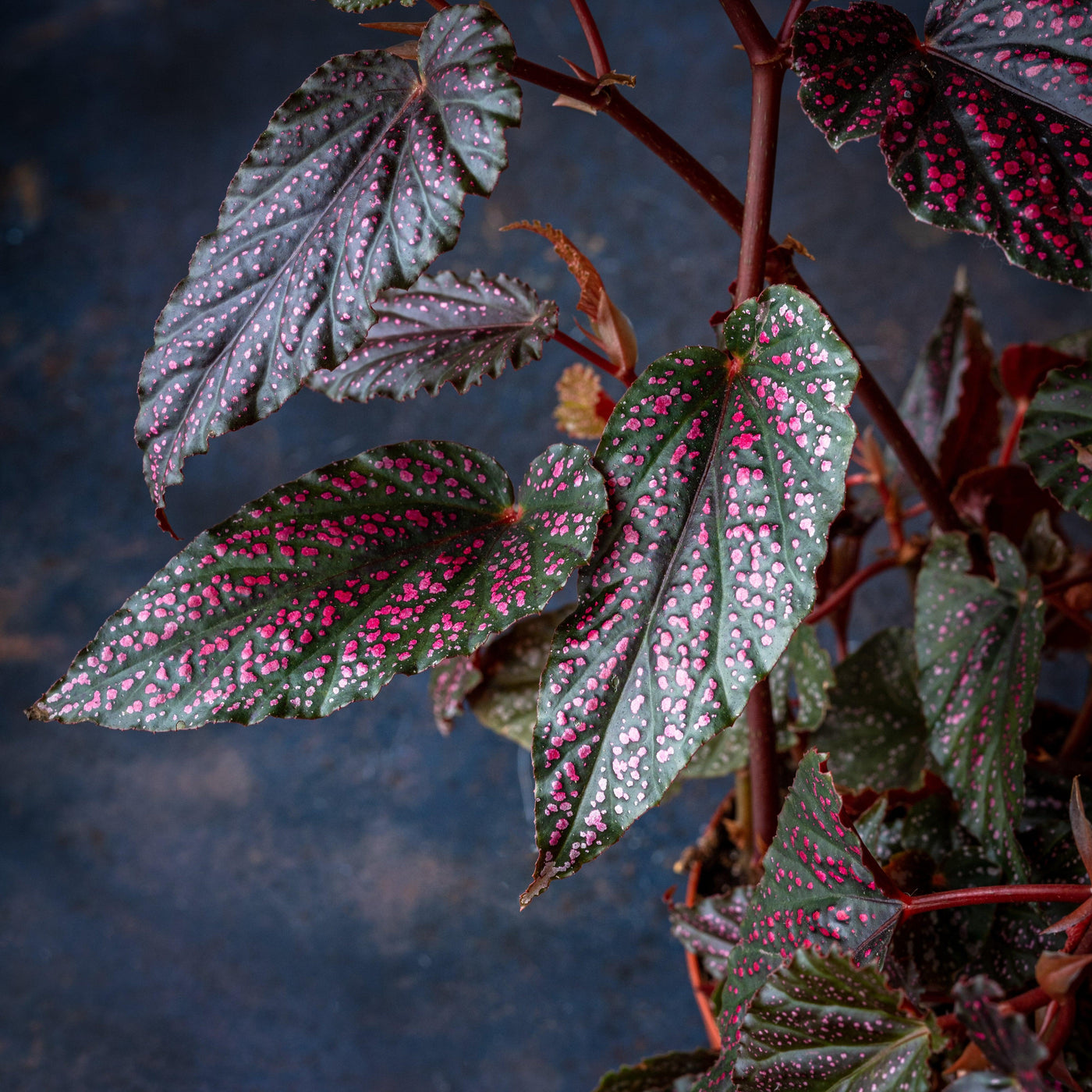 Begonia Polka Dot Pink - House of Kojo