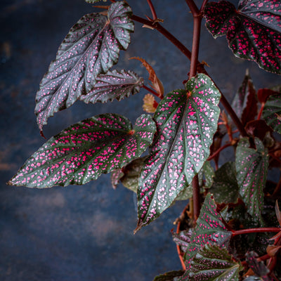 Begonia Polka Dot Pink - House of Kojo