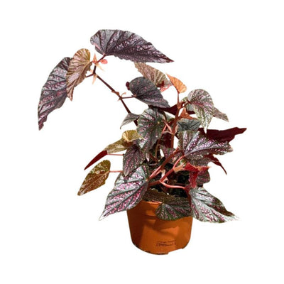 Begonia Polka Dot Pink - House of Kojo