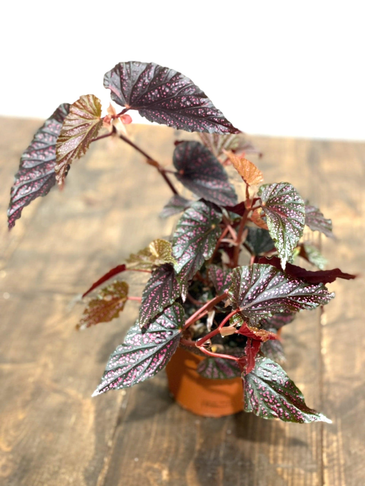 Begonia Polka Dot Pink - House of Kojo