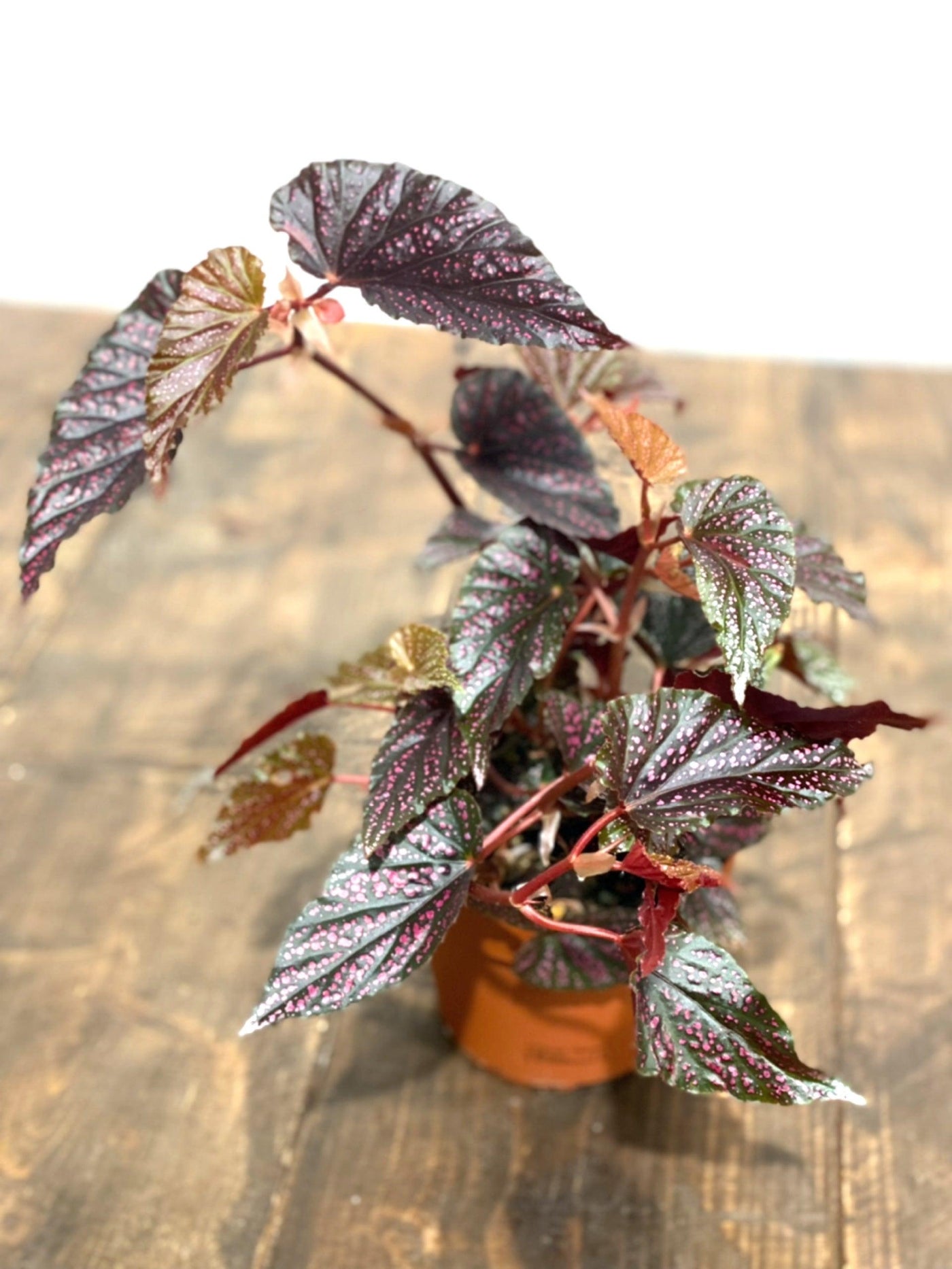 Begonia Polka Dot Pink - House of Kojo