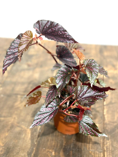 Begonia Polka Dot Pink - House of Kojo