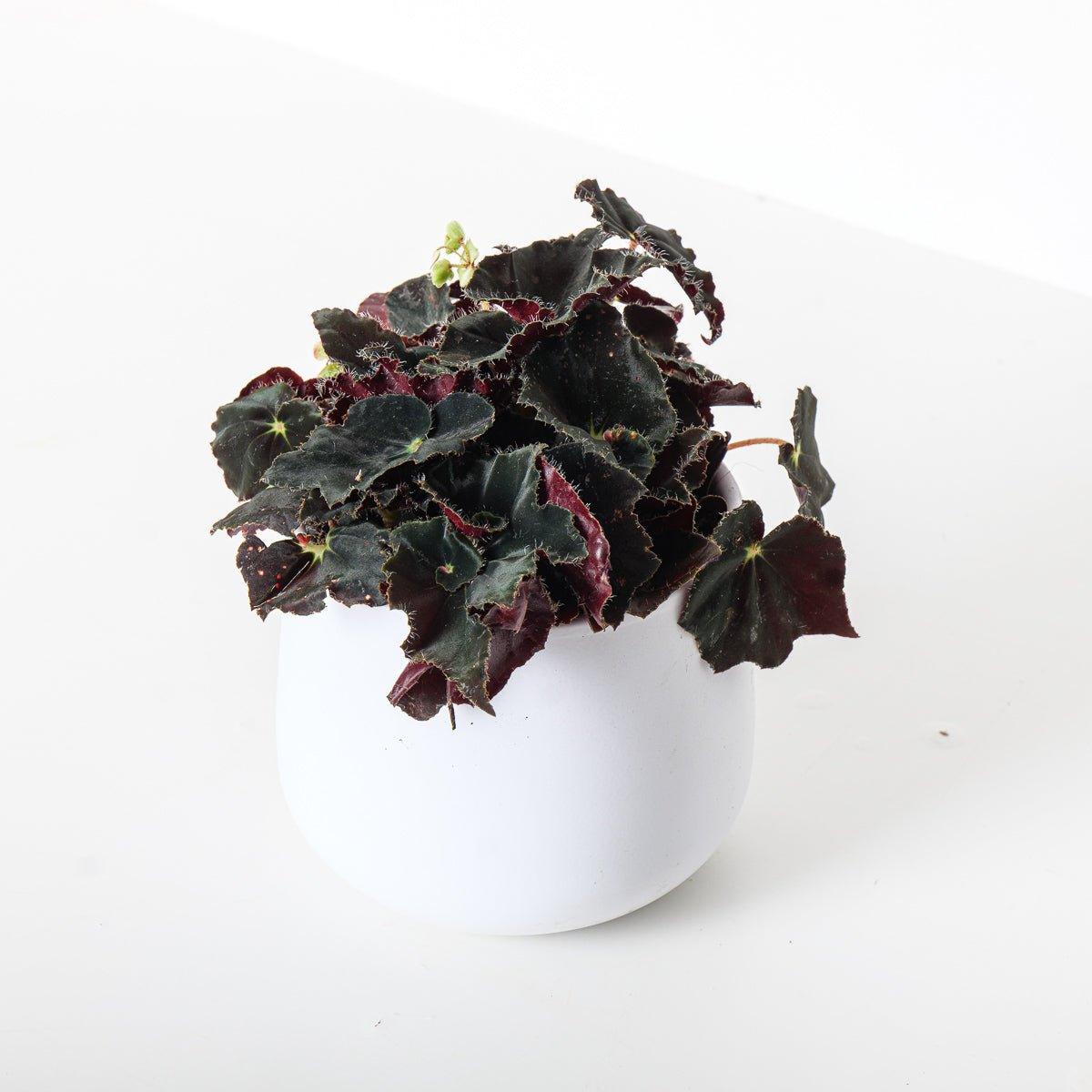 Begonia Rex Black Velvet - House of Kojo