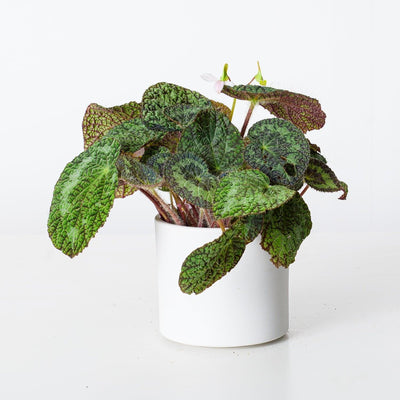 Begonia Sizemoreae | Begonia Longiciliata - House of Kojo