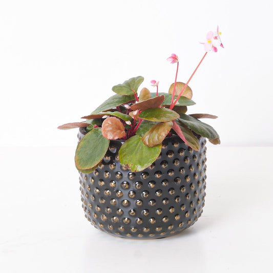 Begonia Subnummularifolia - House of Kojo