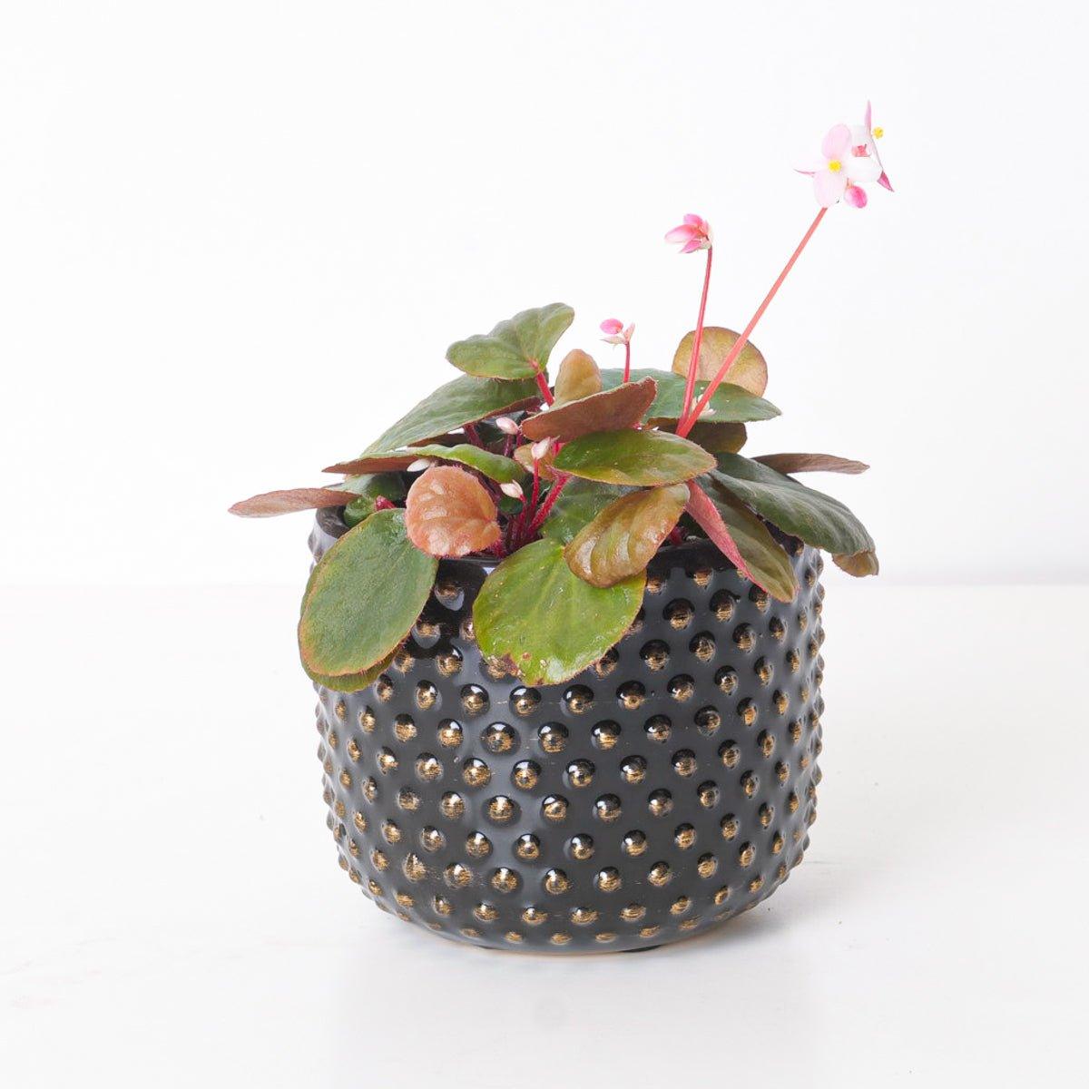 Begonia Subnummularifolia - House of Kojo