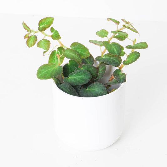 Begonia thelmae - House of Kojo