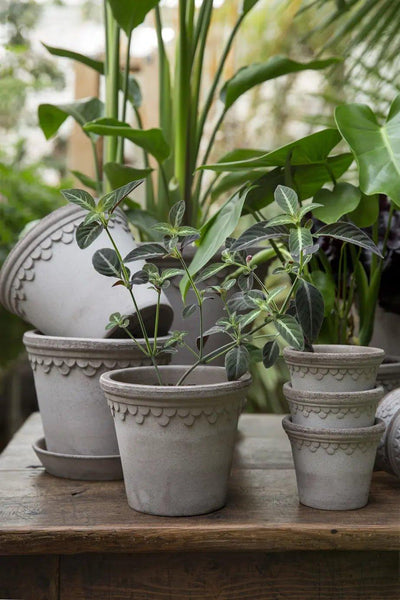 Bergs Potter Copenhagen Pot Grey - House of Kojo