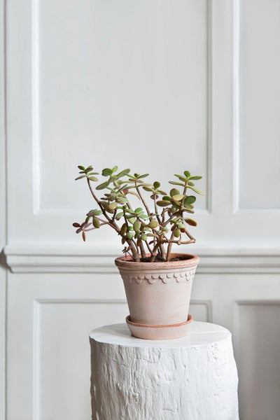 Bergs Potter Copenhagen Pot Rose - House of Kojo