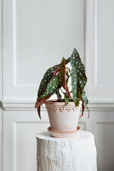 Bergs Potter Copenhagen Pot Rose - House of Kojo