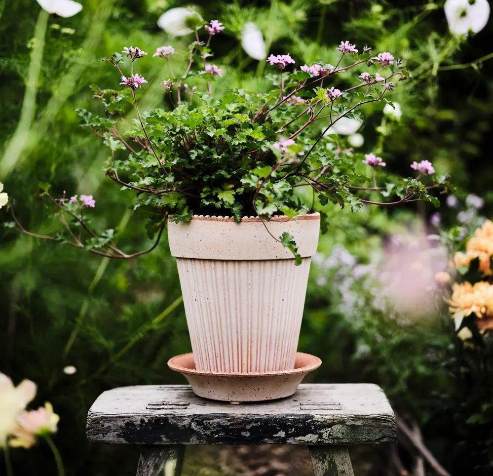 Bergs Potter Simona Pot Rose - House of Kojo