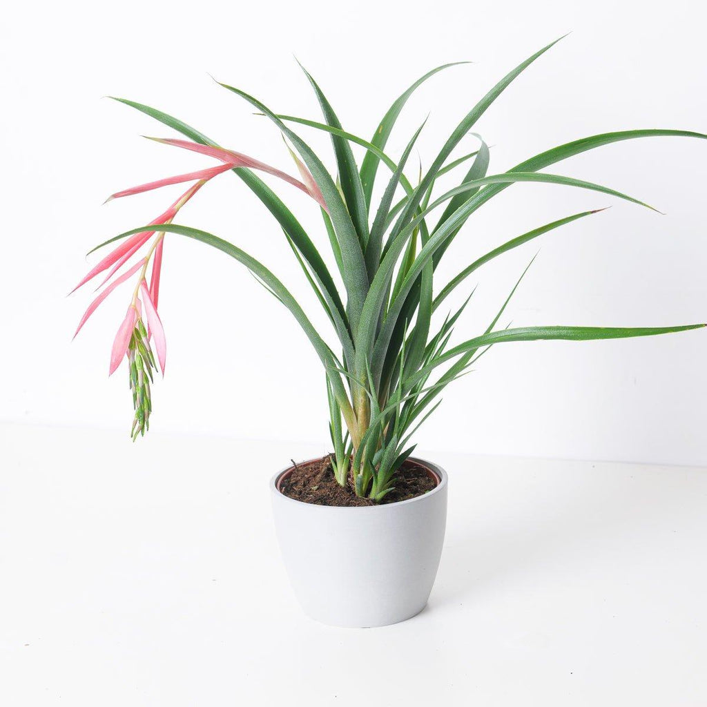 Billbergia 'Incendiary delight' B0122 ブロメリア・エアープランツ