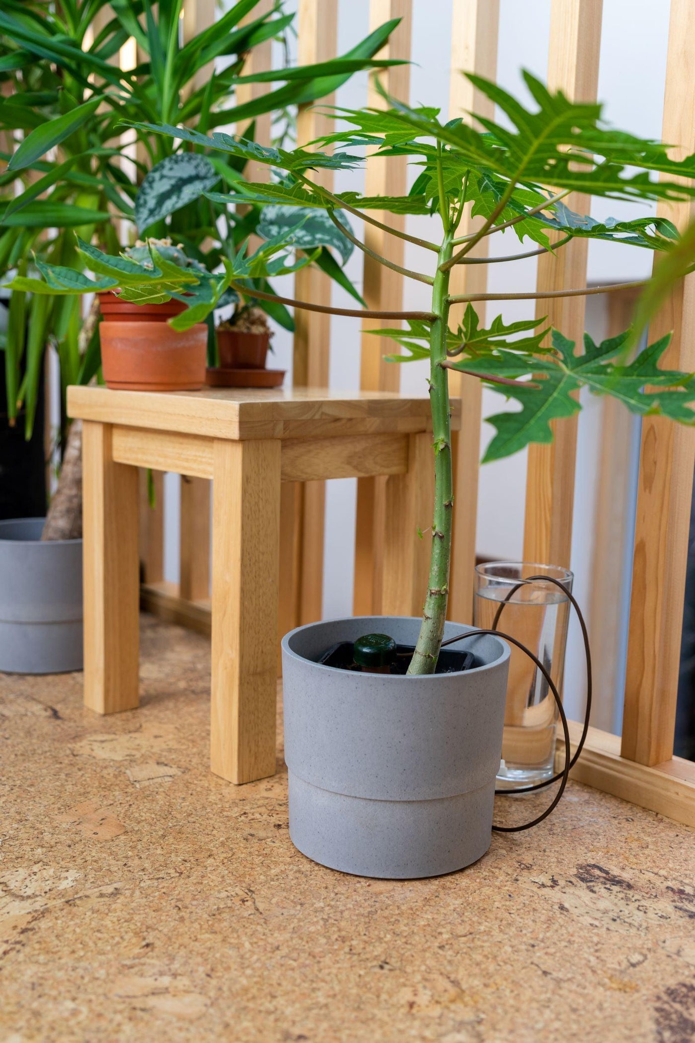 Blumat Classic | Simple Self-Watering System - House of Kojo