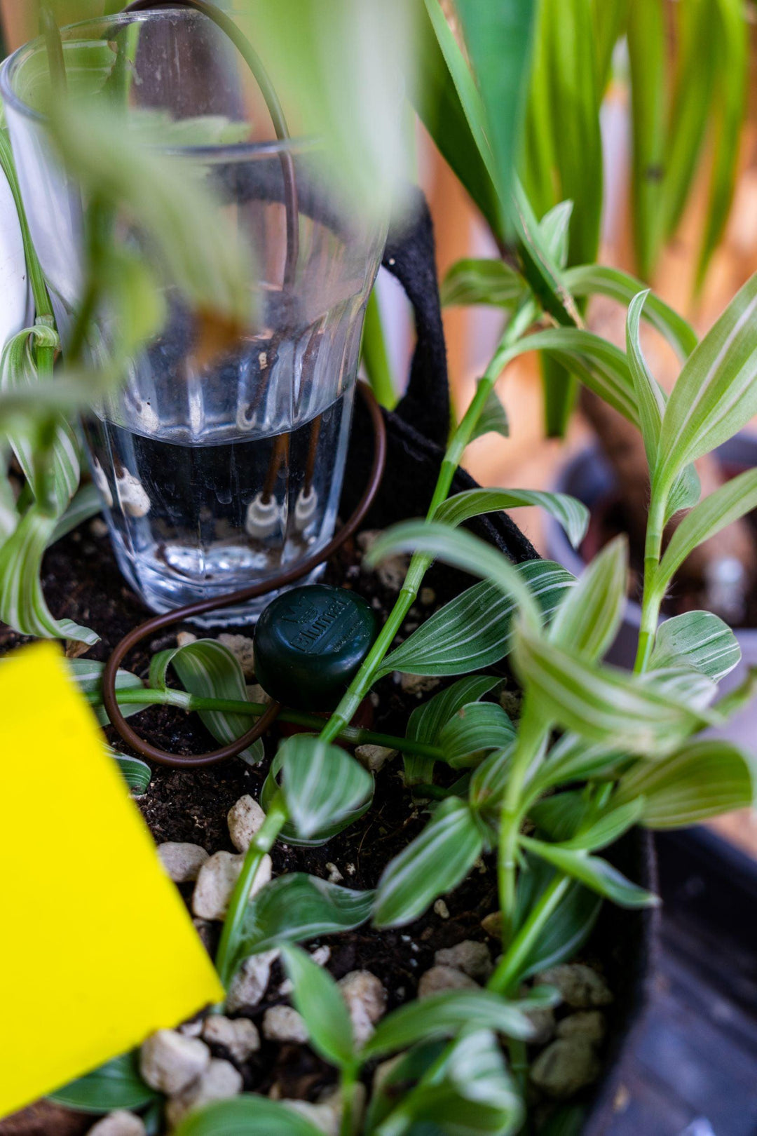 Blumat Classic | Simple Self-Watering System