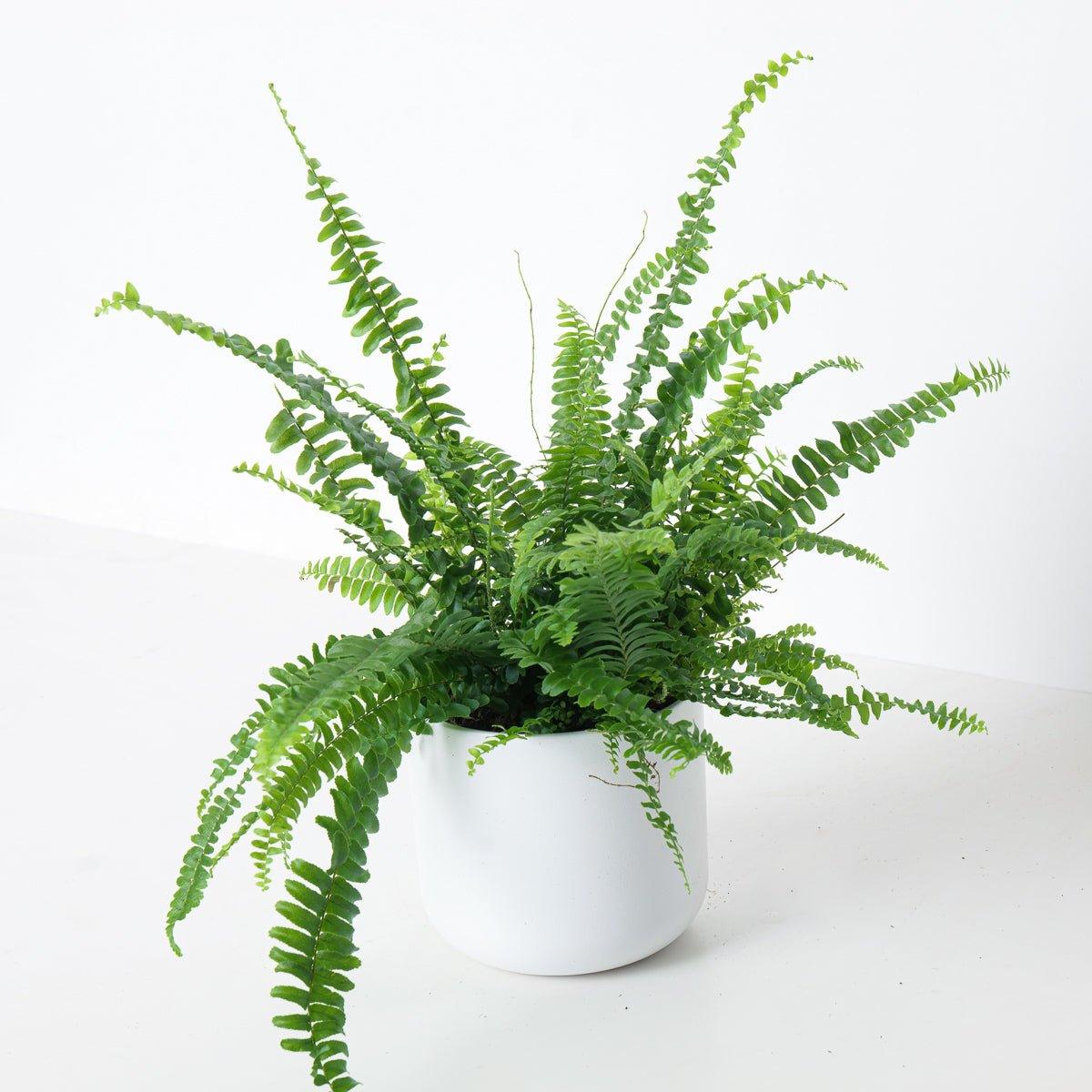 Boston Fern | Nephrolepis Exaltata Green Lady - House of Kojo