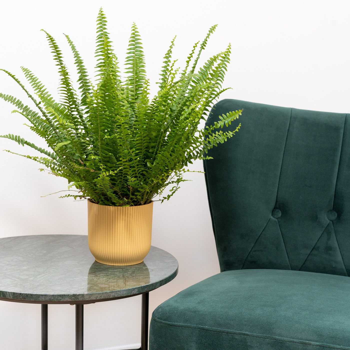 Boston Fern | Nephrolepis Exaltata Green Lady - House of Kojo