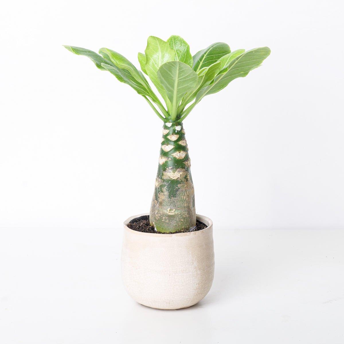 Brighamia insignis | Hawaiian Palm - House of Kojo