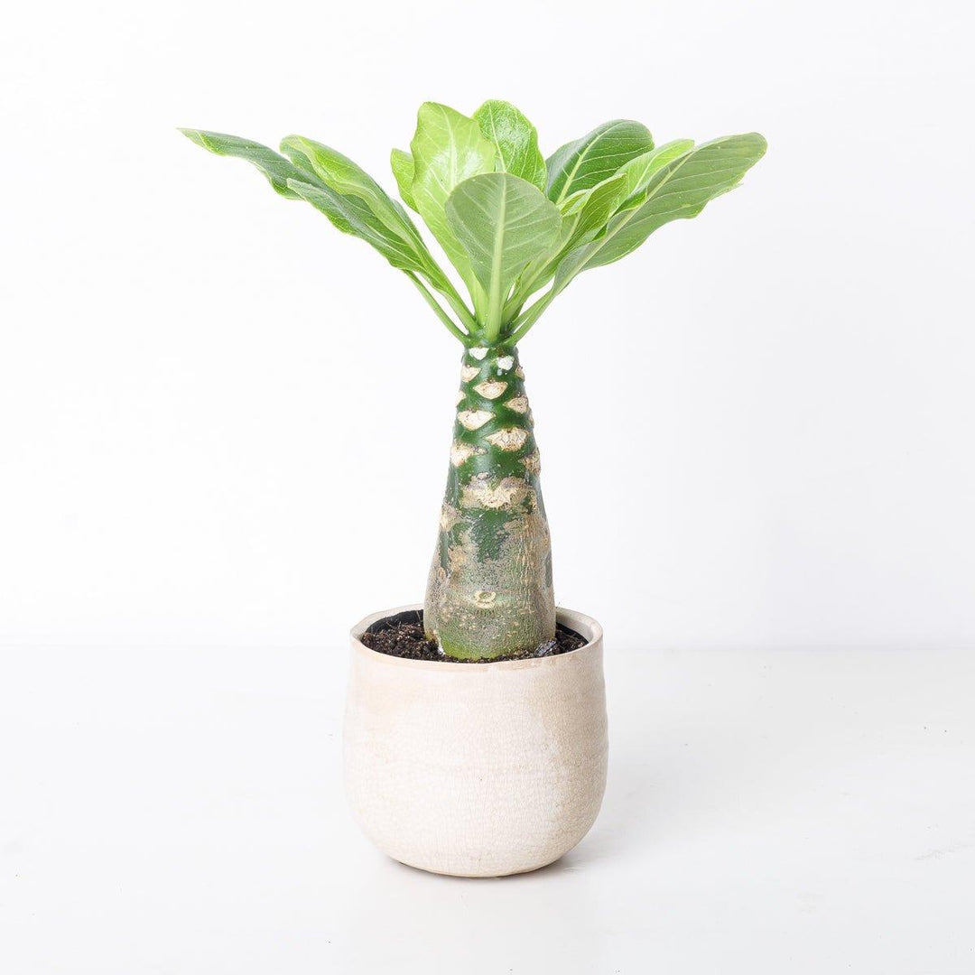 hawaiian palm plant for sale Brighamia insignis | Hawaiian Palm