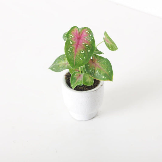Caladium 'Casey' - House of Kojo