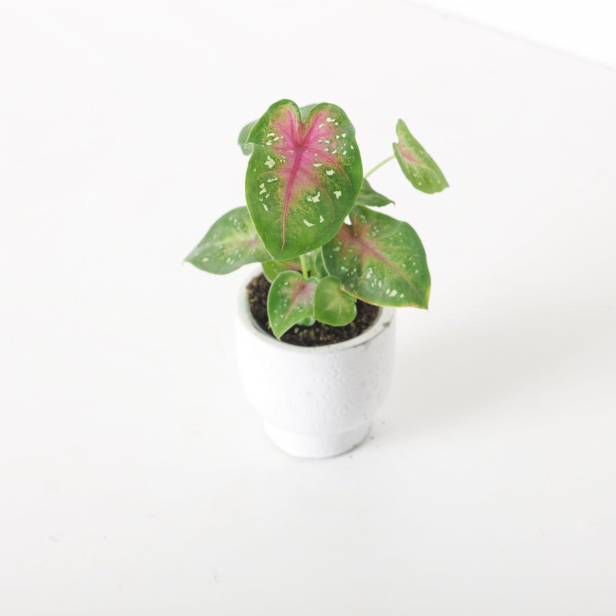 Caladium 'Casey' - House of Kojo