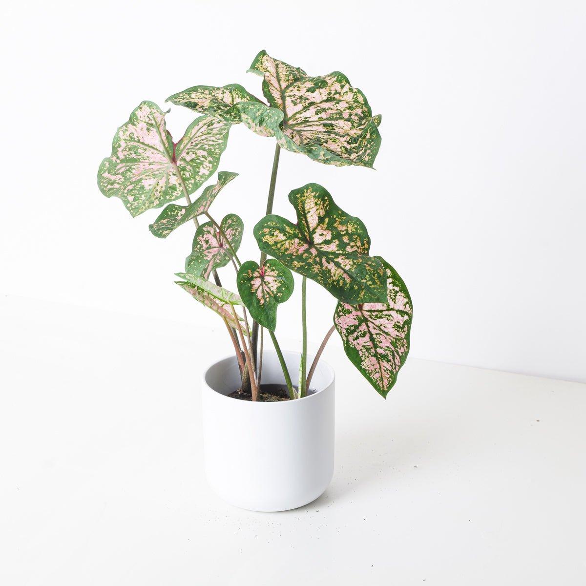 Caladium 'Florida Elise' - House of Kojo