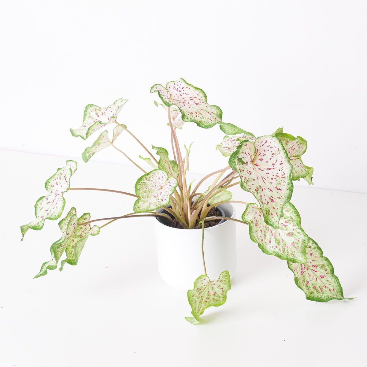 Caladium Miss Muffett - House of Kojo