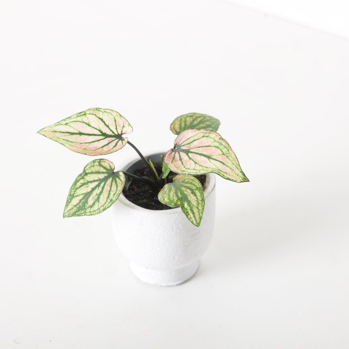 Caladium 'Pliage' - House of Kojo