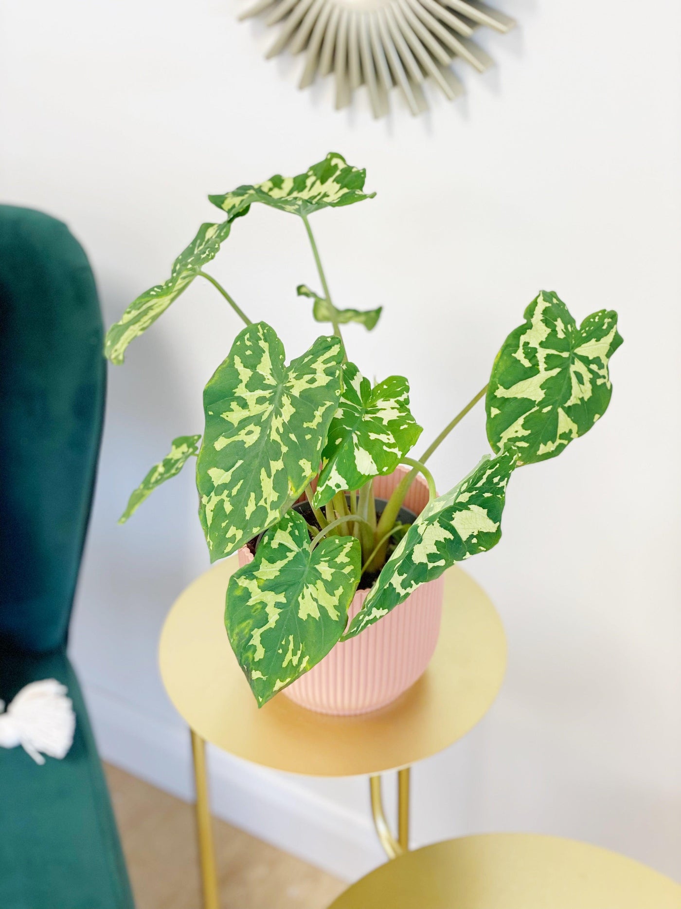 Caladium Praetermissum | Alocasia Hilo Beauty - House of Kojo