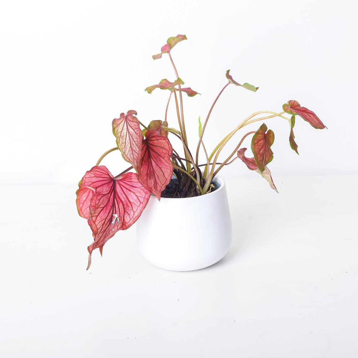 Caladium 'Red' - House of Kojo