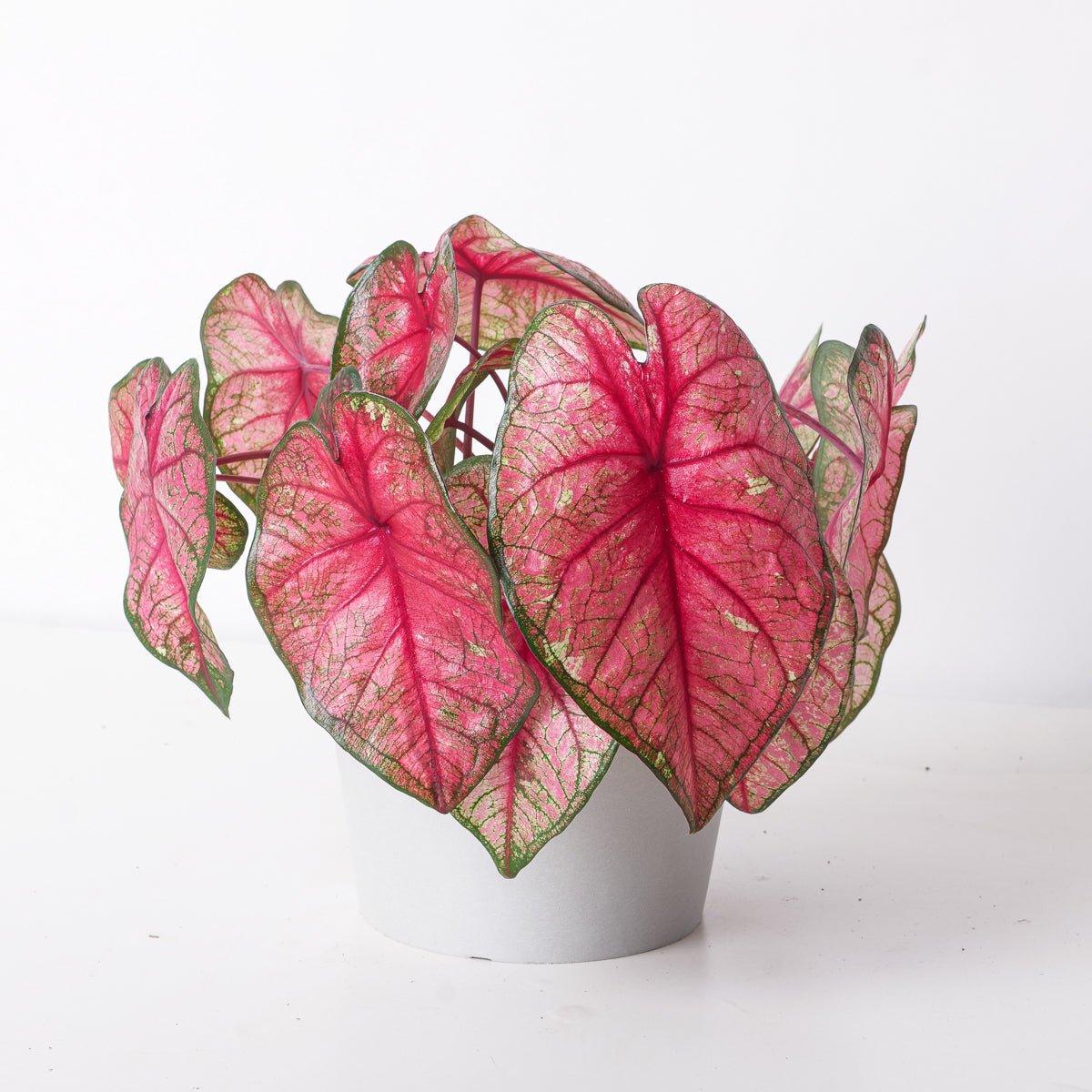 Caladium 'Red Heart' - House of Kojo