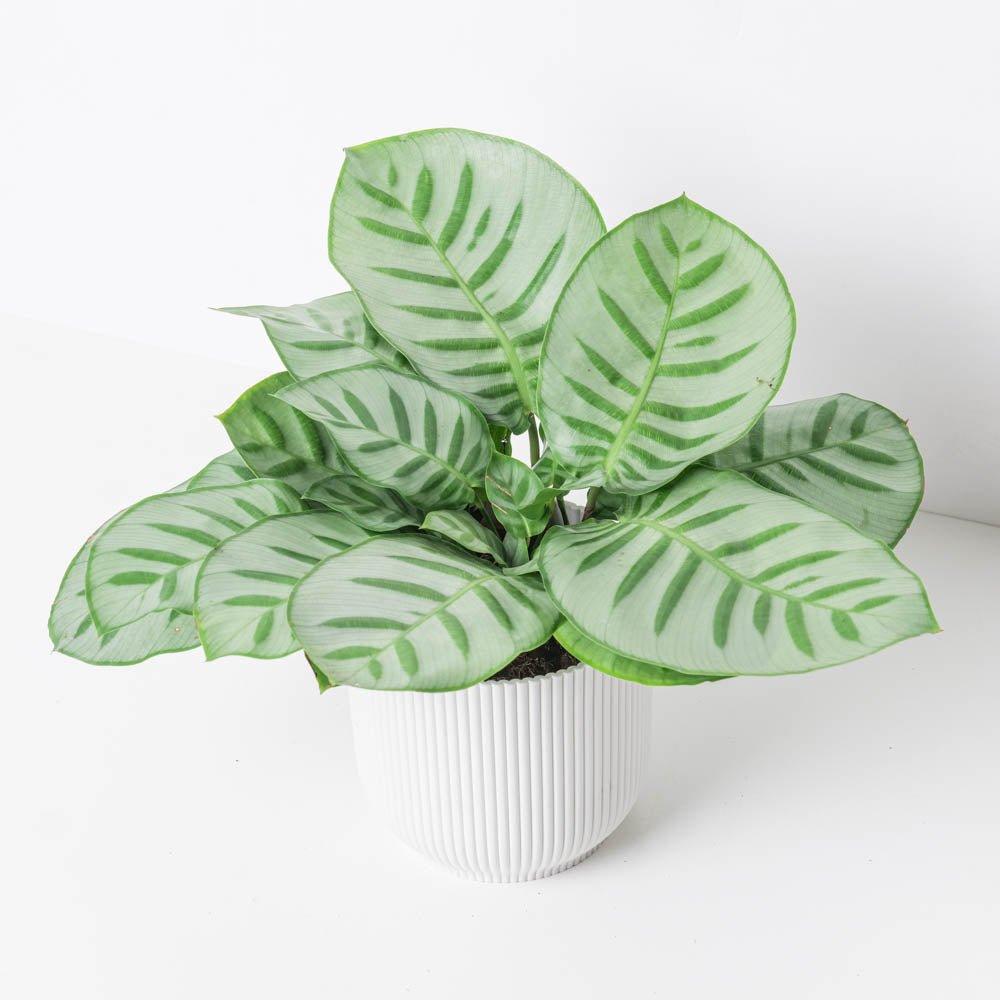 Calathea Bella Carlina - House of Kojo