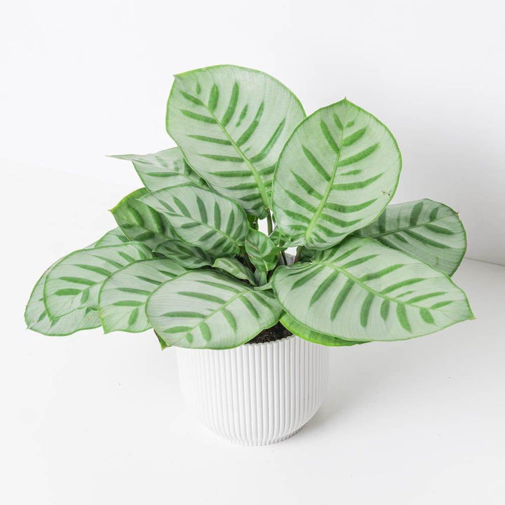 calathea bella Calathea Bella Carlina