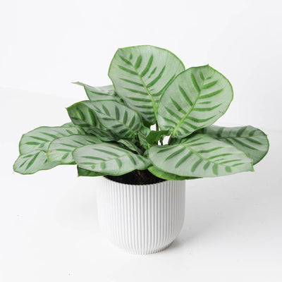 Calathea Bella Carlina - House of Kojo