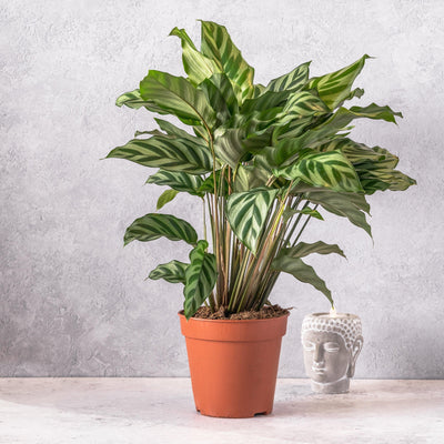 Calathea Concinna Freddie | 13cm Pot | Pet Friendly House Plant - House of Kojo