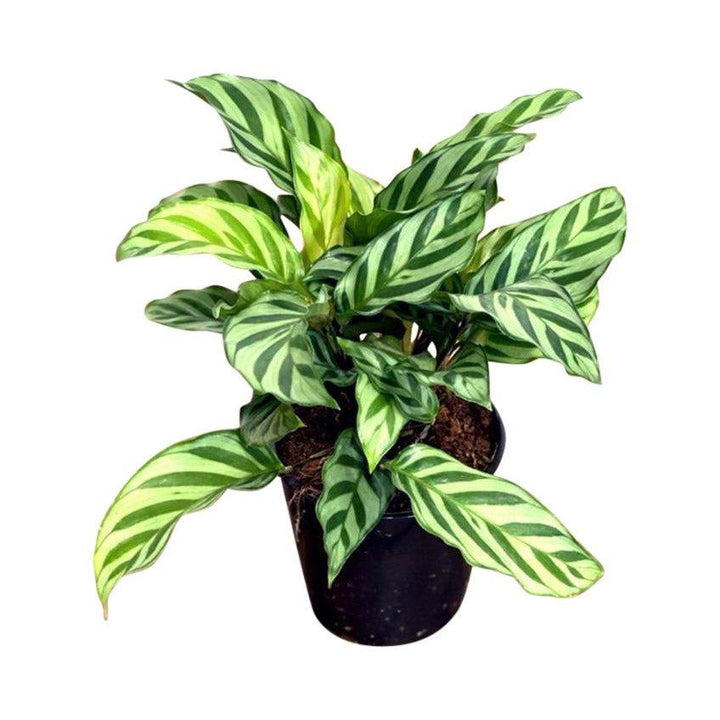 calathea dracaena fatsia ficus Calathea Concinna Freddie | 13cm Pot | Pet Friendly House Plant