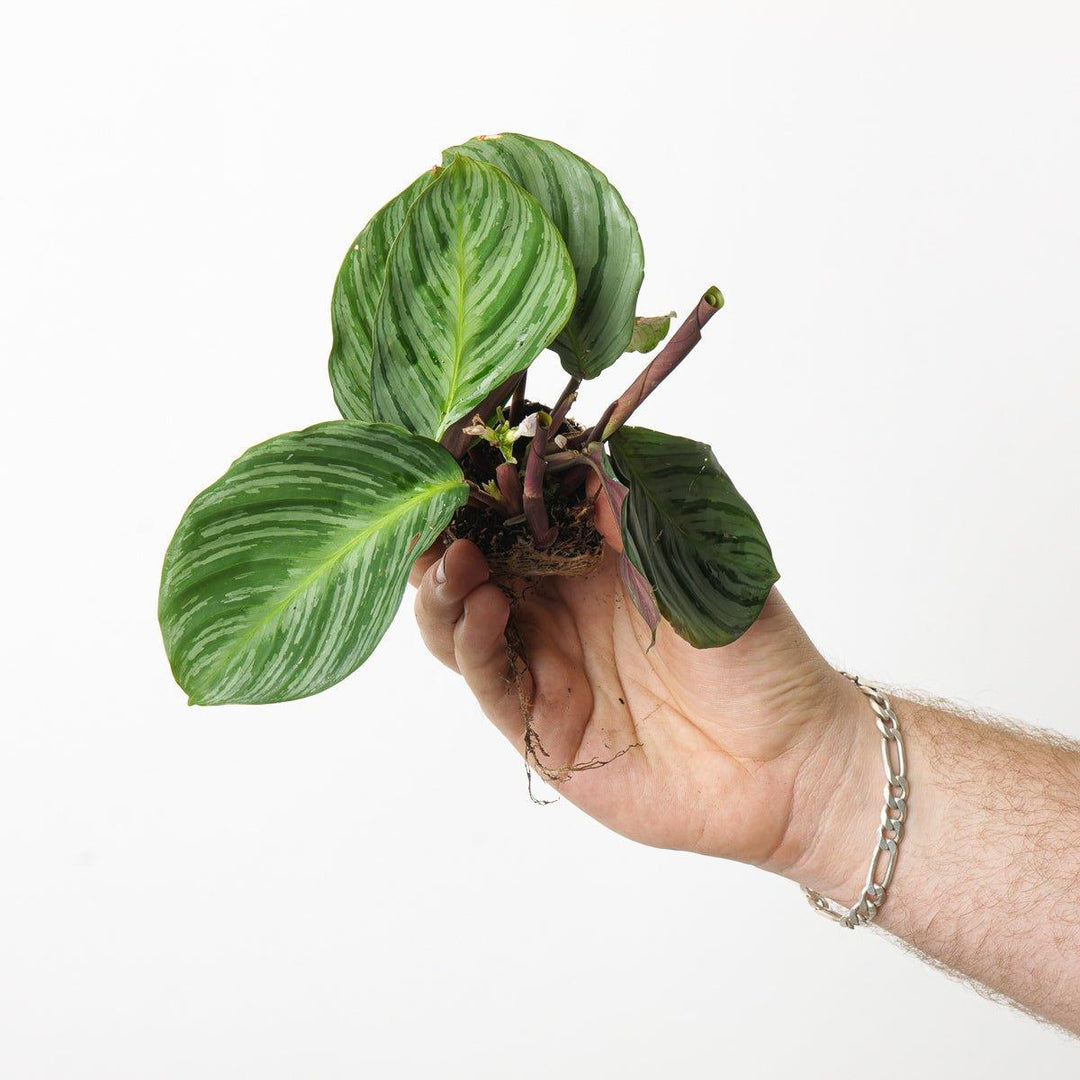 Calathea fucata