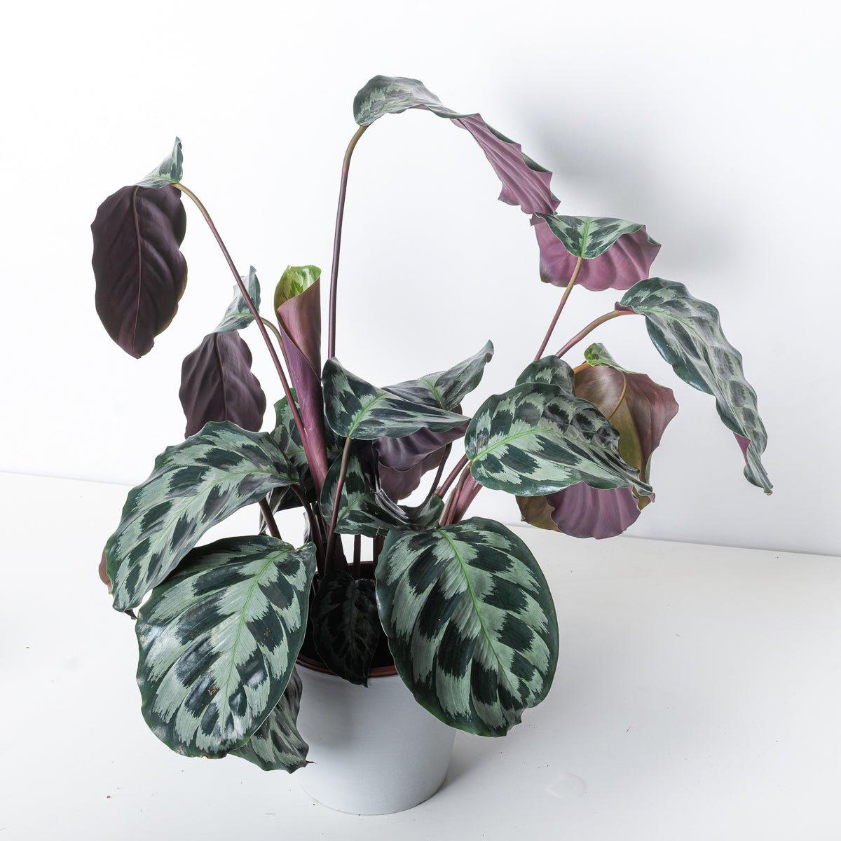 Calathea Helen Kennedy - House of Kojo