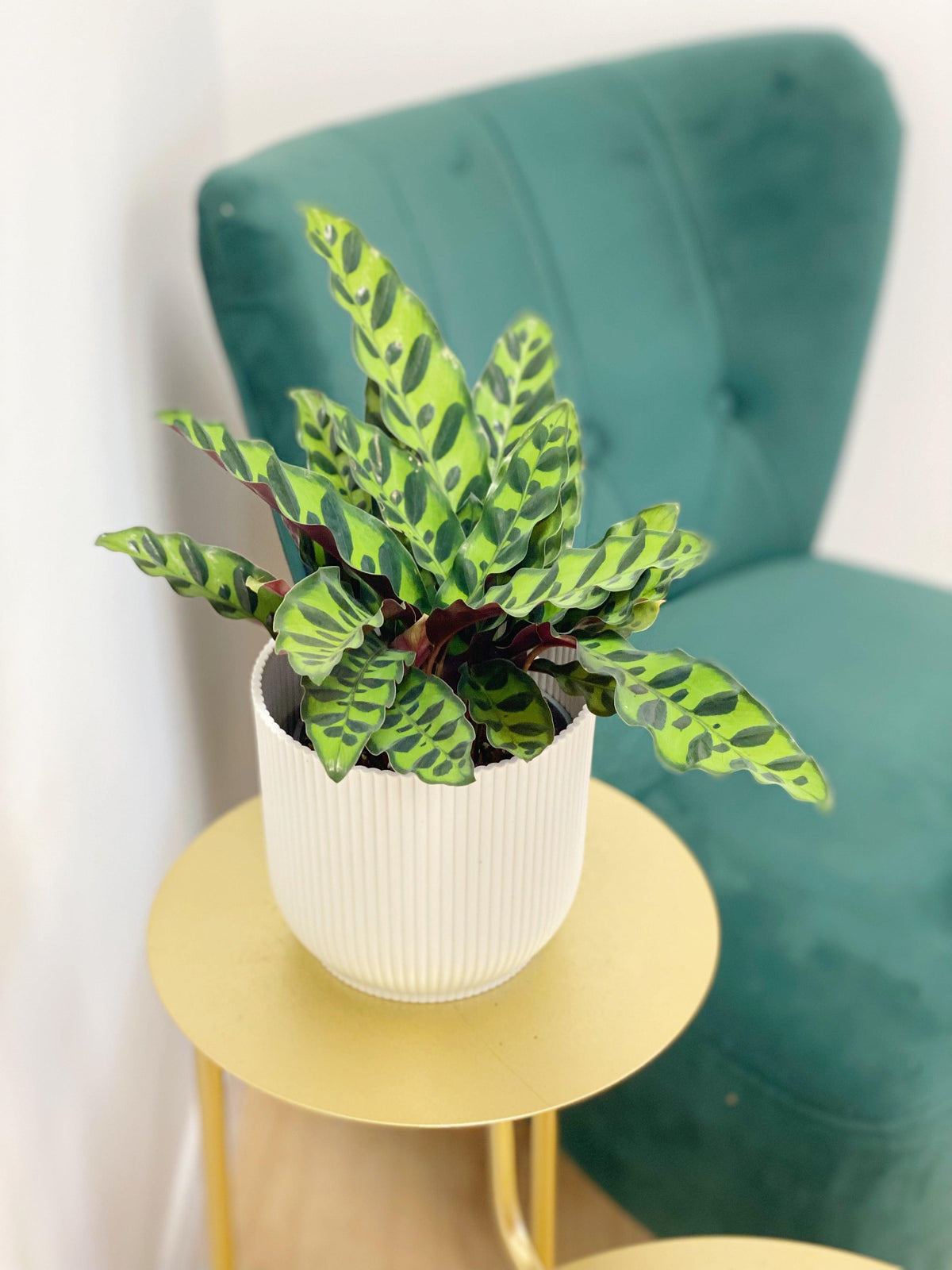 Calathea Lancifolia Rattlesnake - House of Kojo