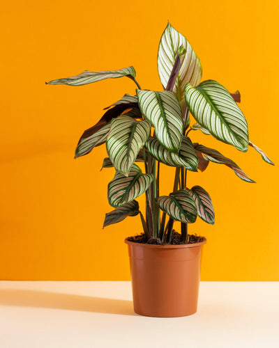 Calathea Majestica Whitestar | Pet Friendly House Plant - House of Kojo