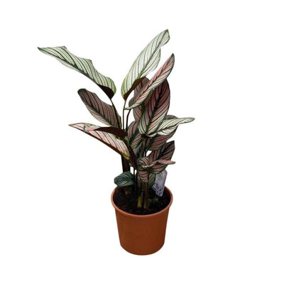 Calathea Majestica Whitestar | Pet Friendly House Plant - House of Kojo