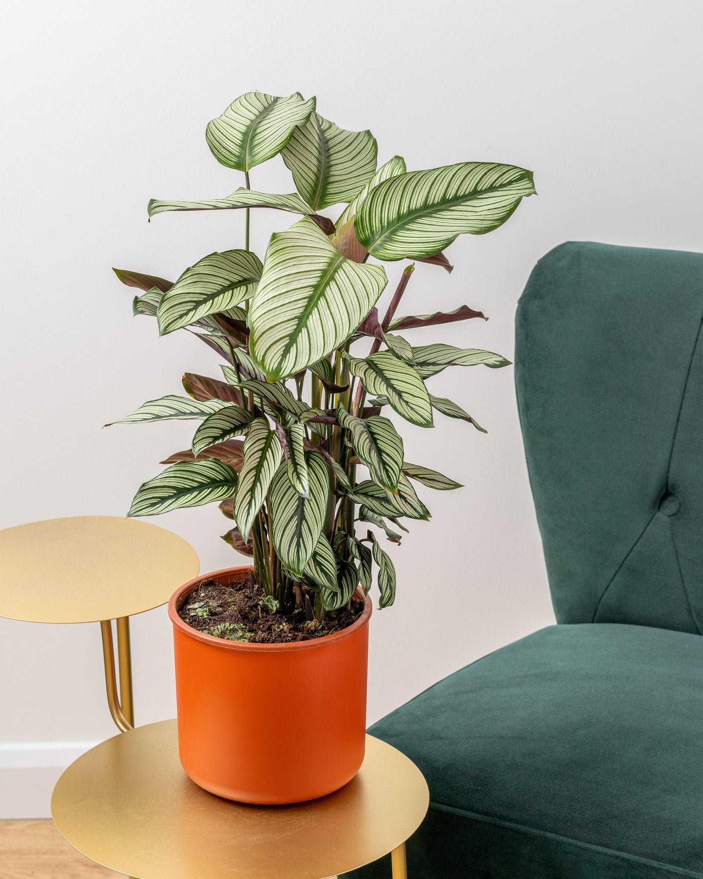 Calathea Majestica Whitestar | Pet Friendly House Plant - House of Kojo
