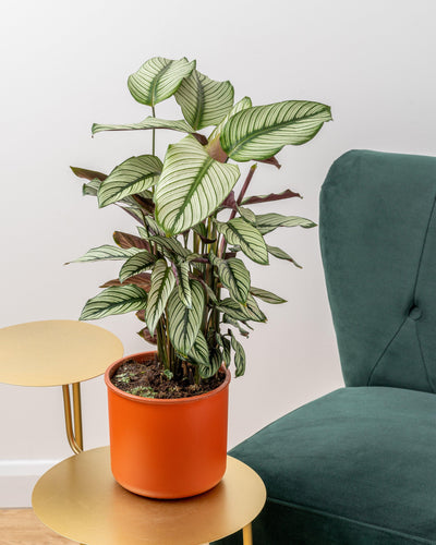 Calathea Majestica Whitestar | Pet Friendly House Plant - House of Kojo