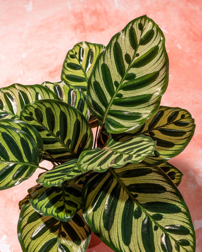 Calathea Makoyana | Peacock Plant - House of Kojo