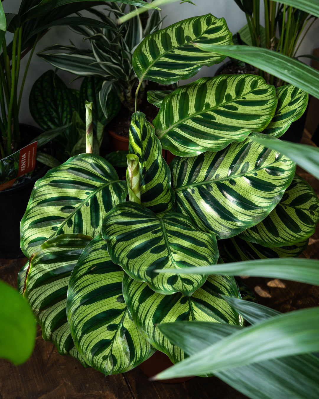 Calathea Makoyana | Peacock Plant