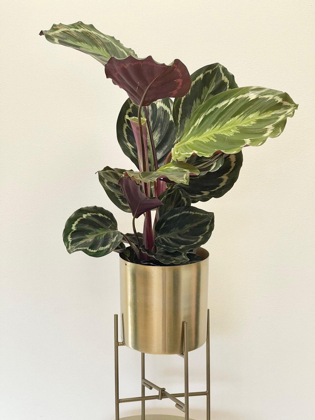 calathea medallion ableger Calathea Medallion