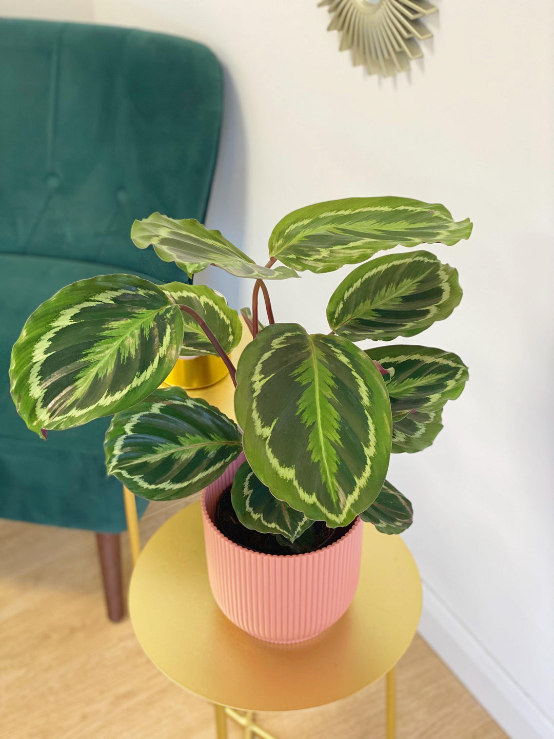Calathea Medallion