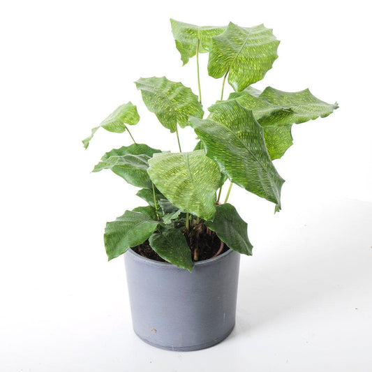 Calathea Musaica Network - House of Kojo