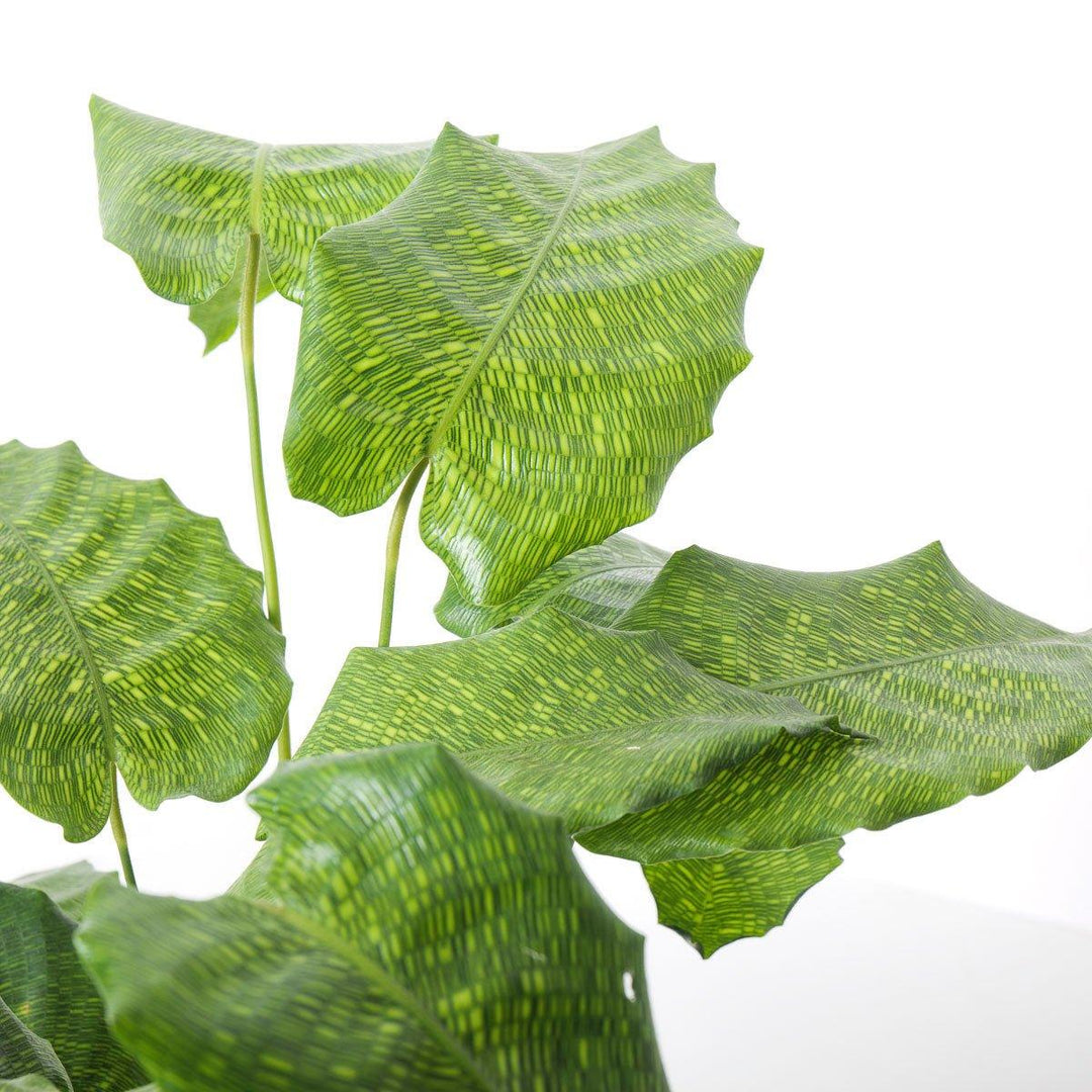 Calathea Musaica Network