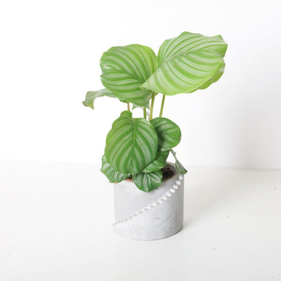 Calathea Orbifolia - House of Kojo